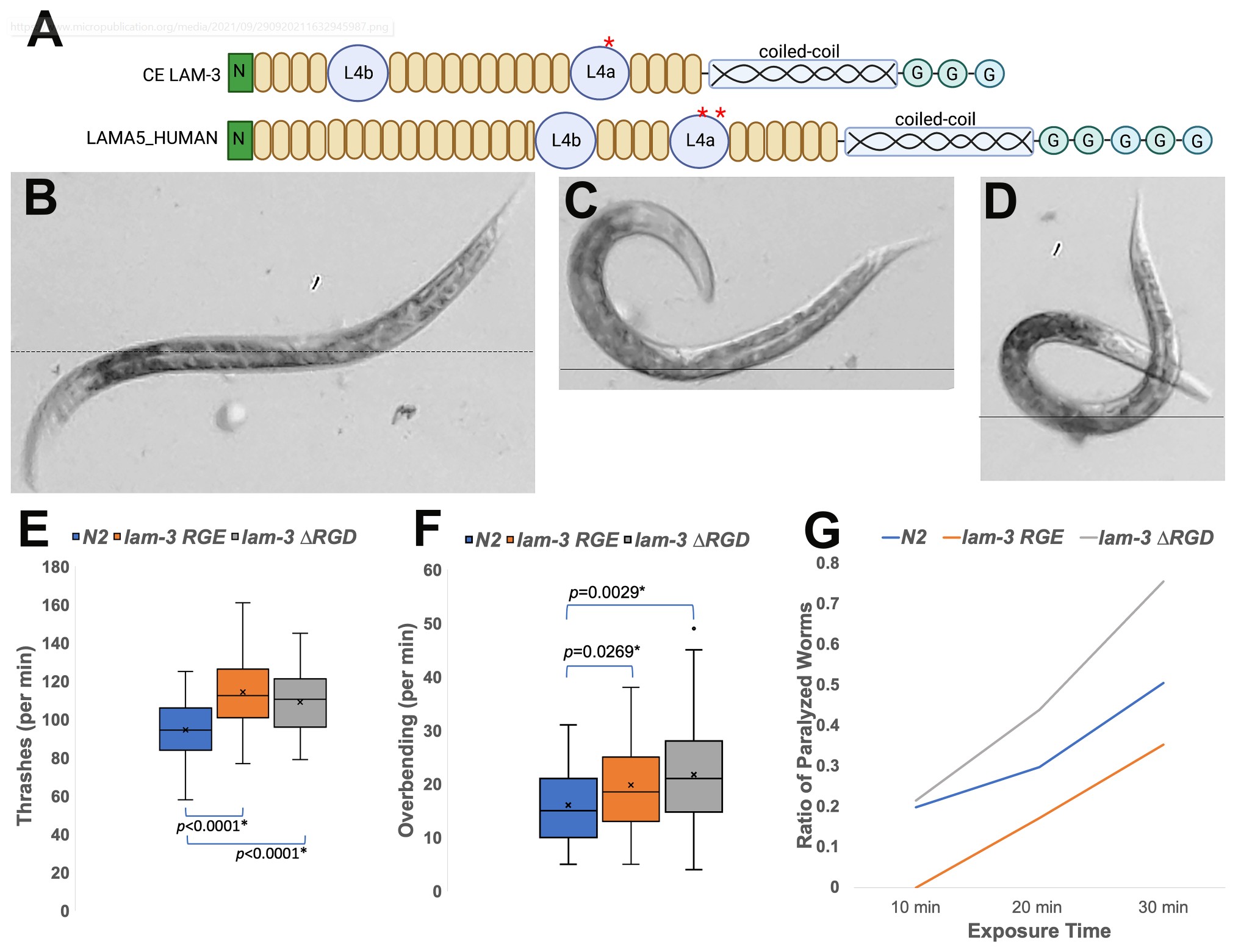 Laminin α mutations affect C. elegans motility - Figure showing protein structure comparison, worm phenotypes, and behavioral analysis