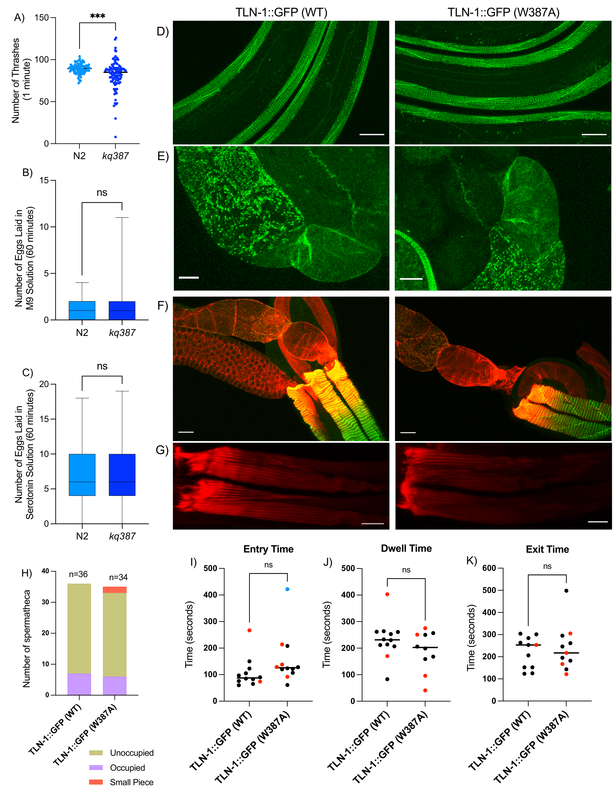 Integrin binding motif in TLN-1/talin - Figure showing motility and ovulation analysis
