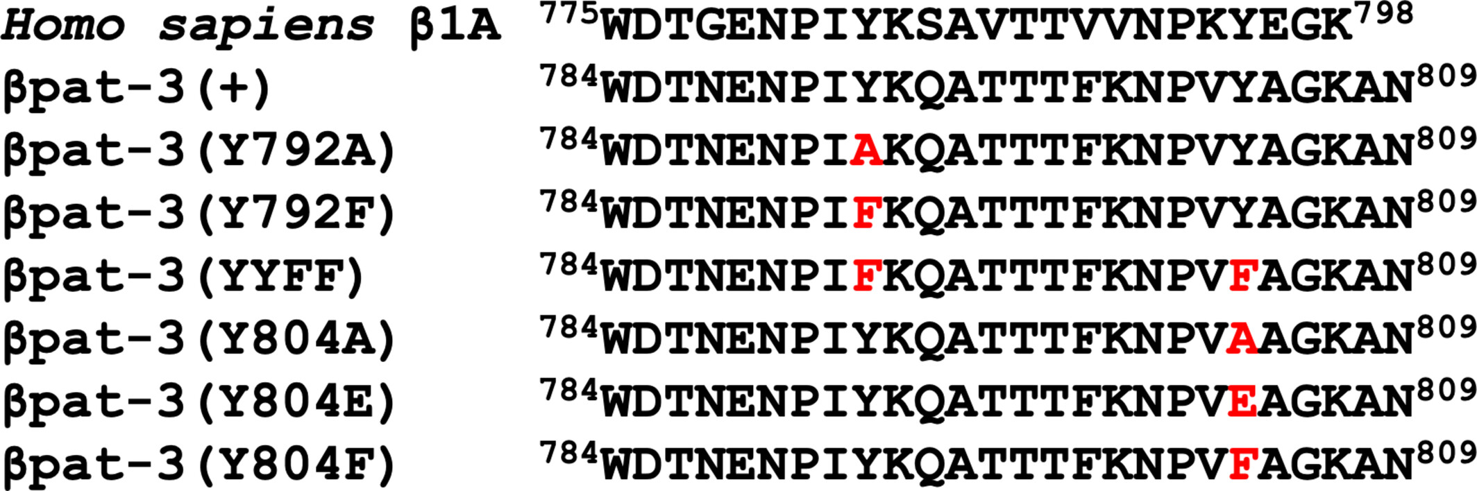 β integrin NPxY motifs regulate serotonin sensitivity - Figure showing behavioral and mechanosensory analysis