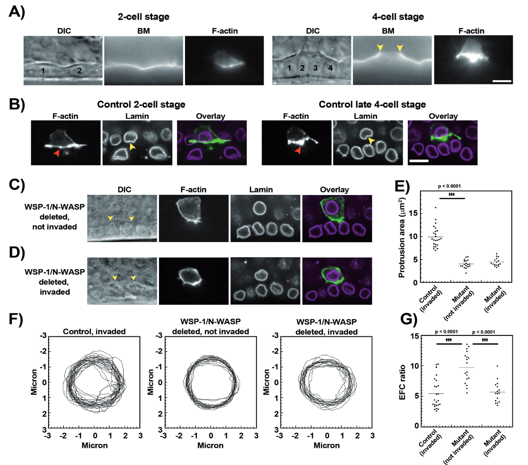 Actin protrusion deforms nucleus during invasion - Figure showing nuclear mechanics during basement membrane penetration