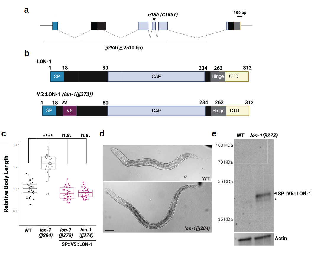 LON-1 CAP domain function - Figure showing sterol binding and BMP signaling regulation