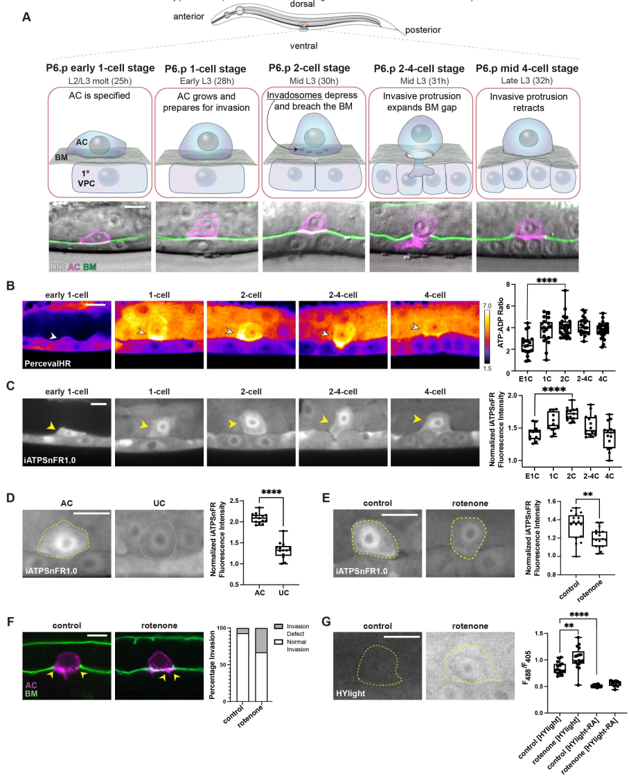 Specialized mitochondria fuel cell invasion - Figure showing high-capacity mitochondria at the invasion front